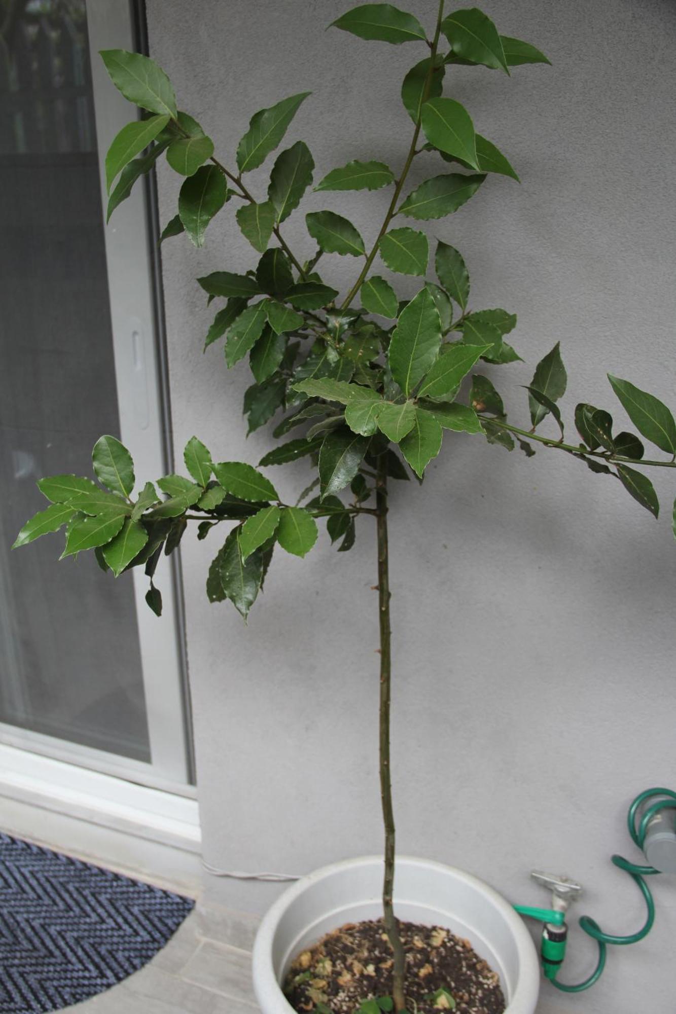 Apartment Patra Greece Exteriör bild